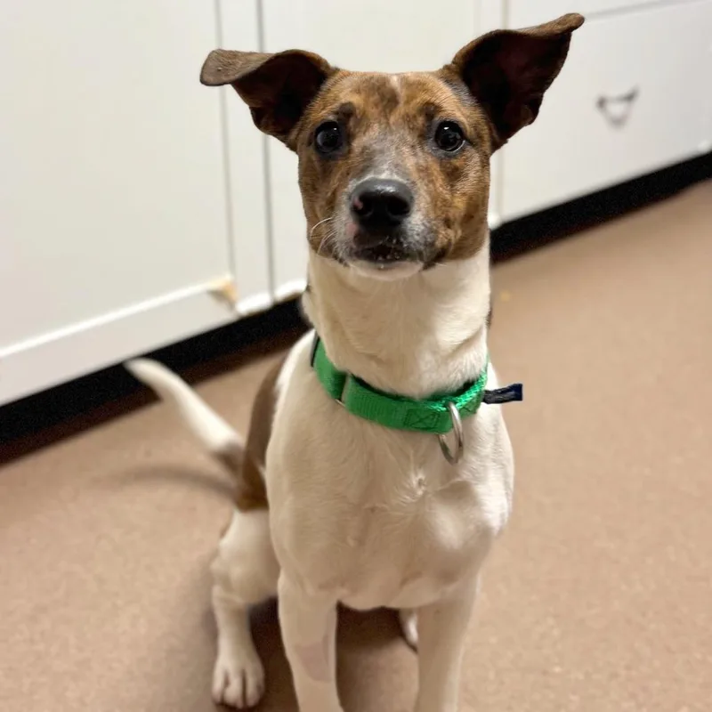 Hibiscus thumbnail 4