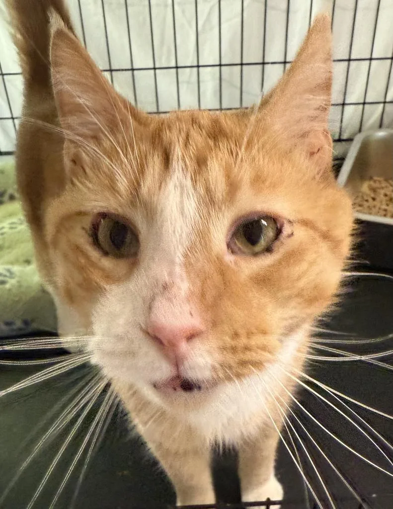 Butterscotch thumbnail 3