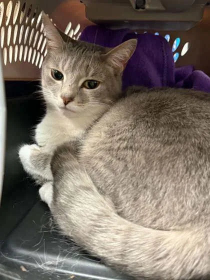 An adult medium-sized female Domestic Short Hair cat named Lea for adoption in Bowling Green, KY