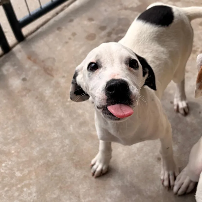 A baby small-sized female White / Cream Mixed Breed dog named Sam for adoption in Deerfield, IL