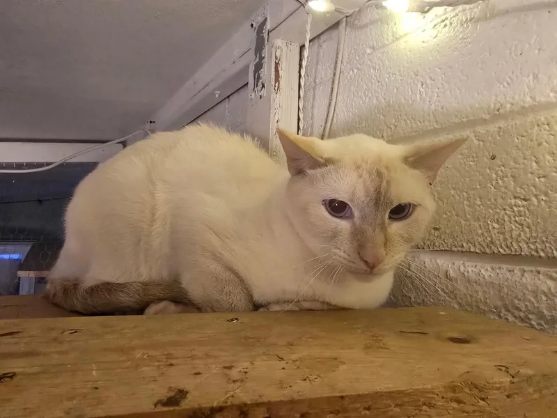 An adult medium-sized male Siamese cat named Valentino for adoption in Chandler, AZ