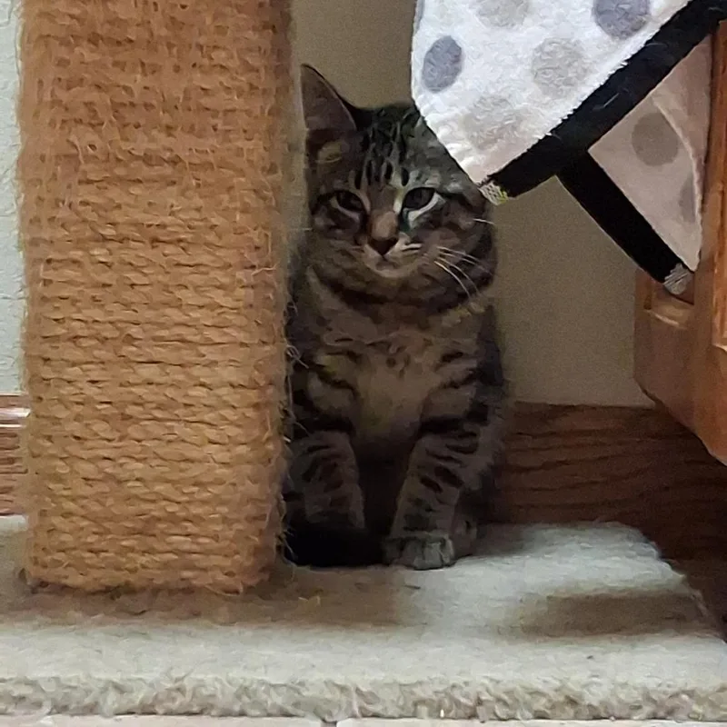 A baby small-sized male Black Domestic Short Hair cat named Jason for adoption in Bismarck, ND