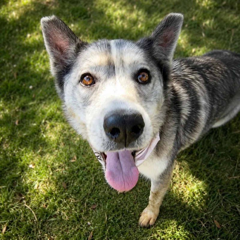 An adult medium-sized female Husky dog named Fable for adoption in San Diego, CA