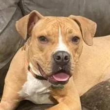 A young medium-sized male Yellow / Tan / Blond / Fawn Boxer dog named Alf for adoption in Normal, IL