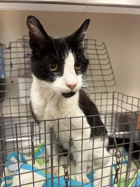 A senior large-sized female Domestic Short Hair cat named Kitkat for adoption in Martinez, CA