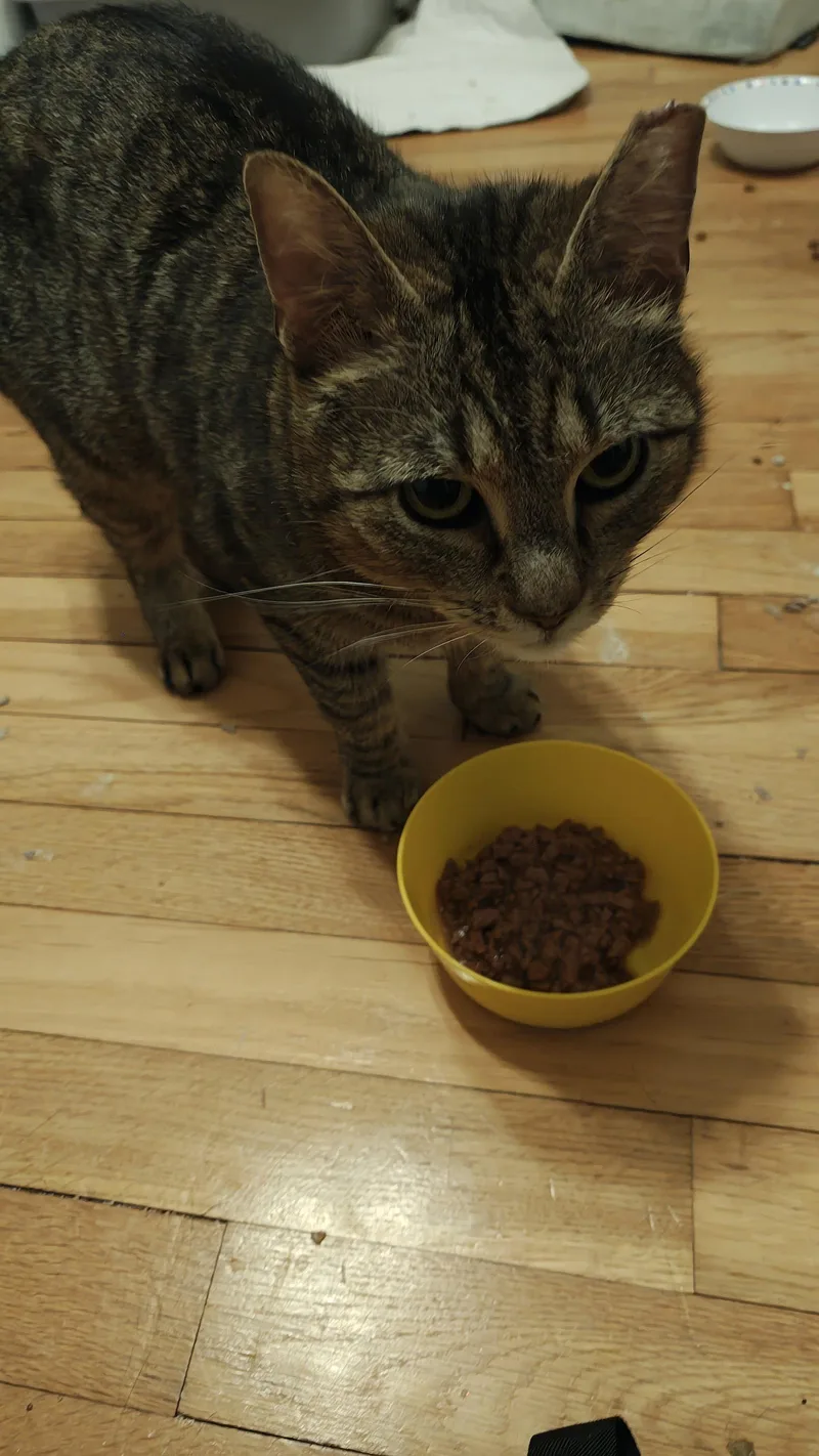 An adult medium-sized female Domestic Short Hair cat named Bo Peep for adoption in Rockaway, NJ