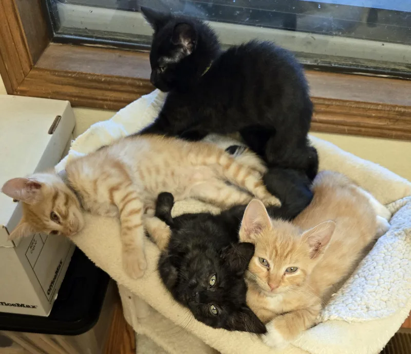 A baby medium-sized male Tabby (Orange / Red) Tabby cat named Graham for adoption in Salem, OR
