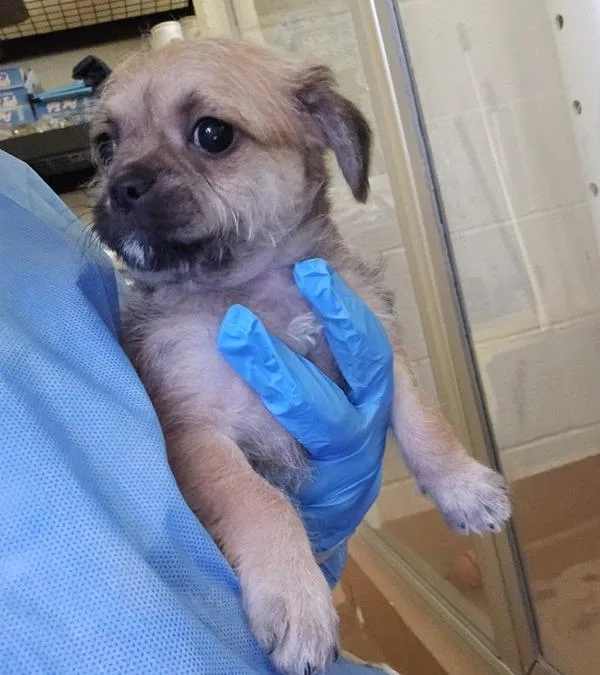A baby small-sized female Pug dog named Chia for adoption in Kennewick, WA