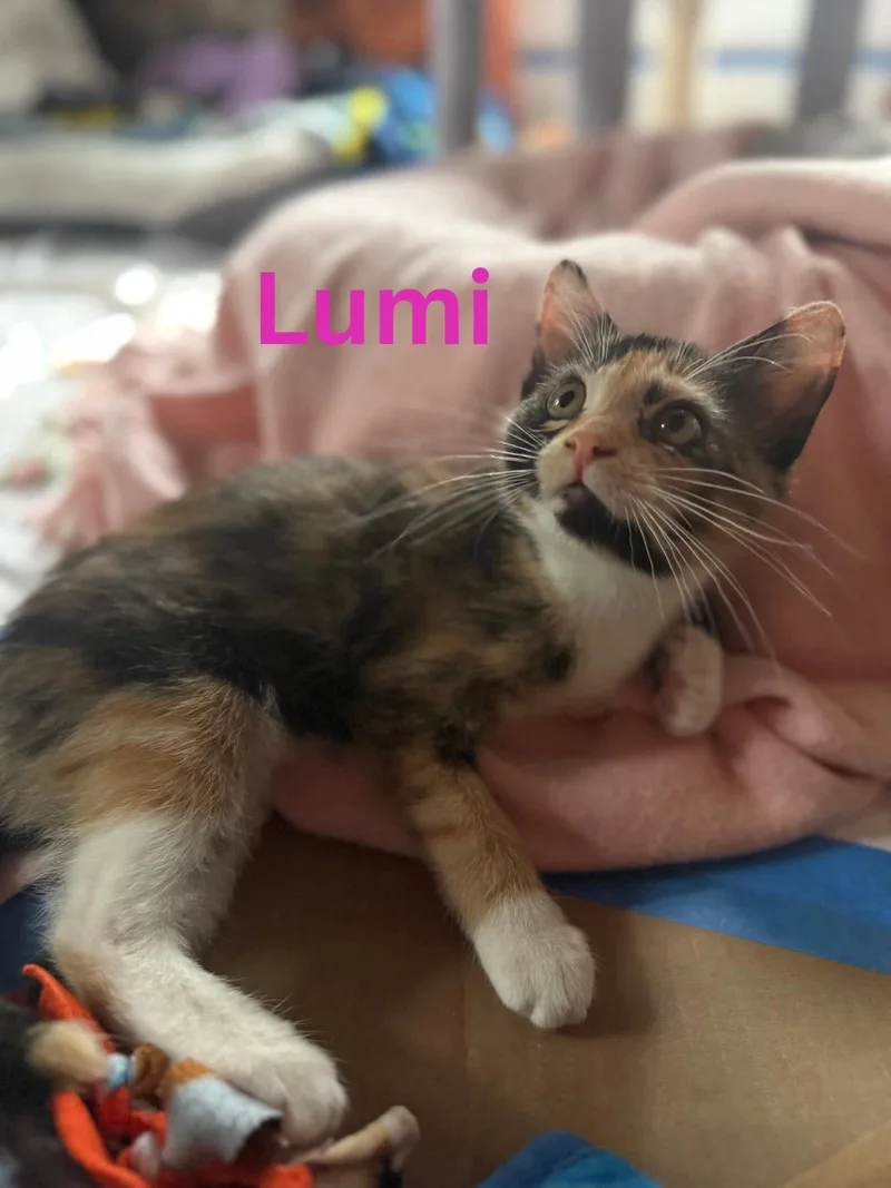 A baby medium-sized female Calico cat named Lumi for adoption in Blaine, MN