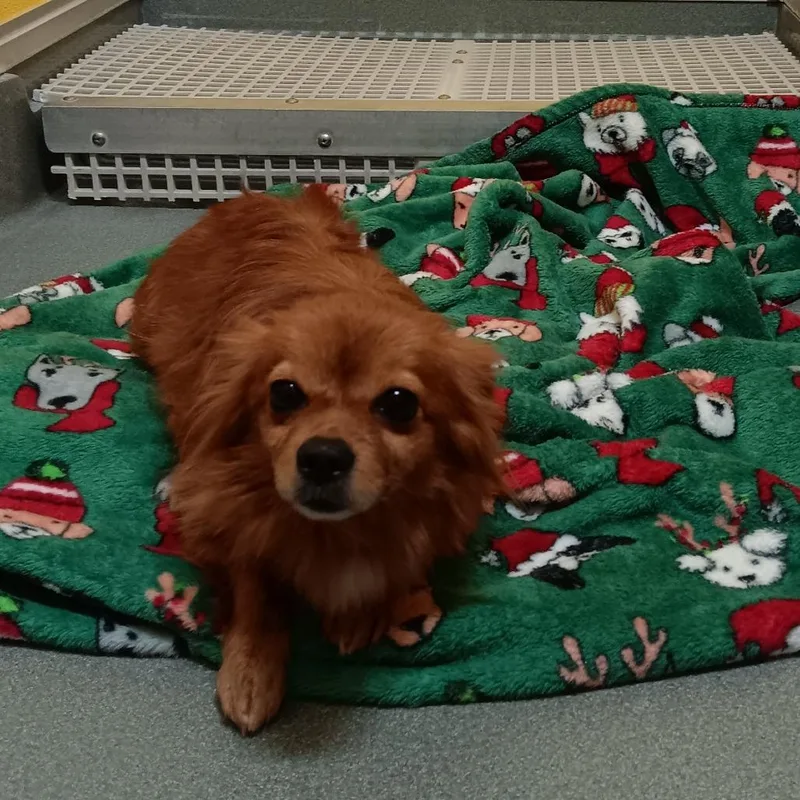 A senior small-sized female Red / Chestnut / Orange Chihuahua dog named Panda for adoption in Elizabeth City, NC