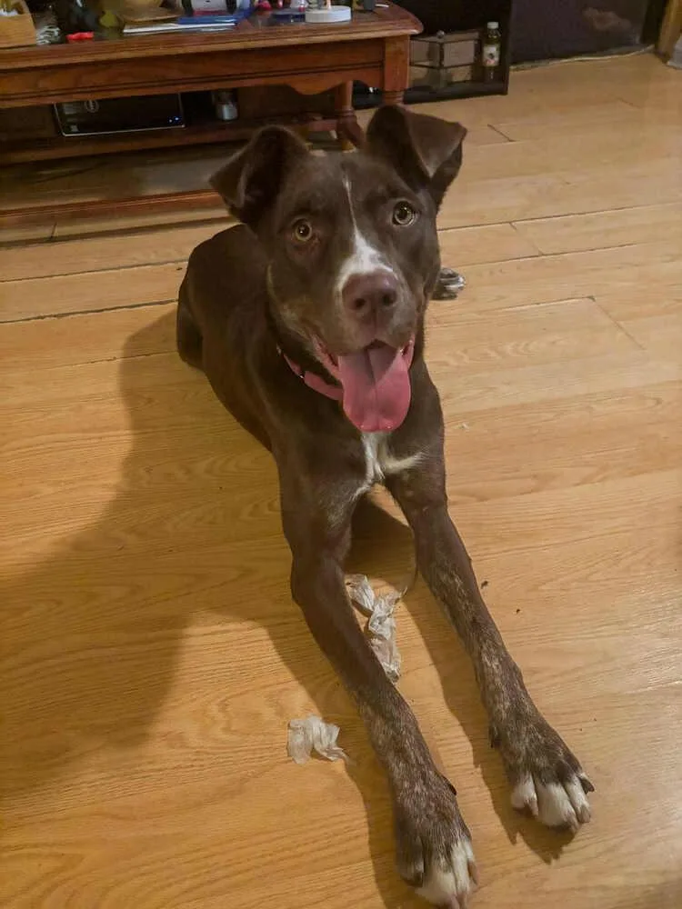 Lady Bug thumbnail 2