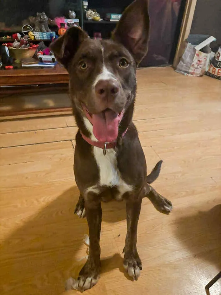 Lady Bug thumbnail 3