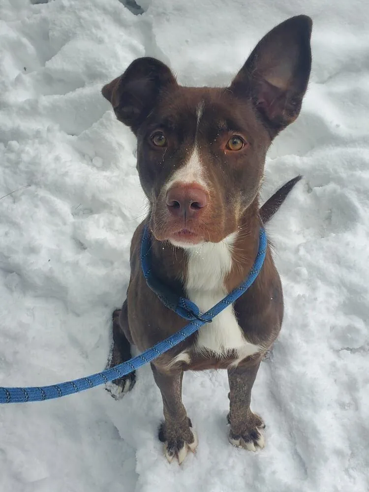 Lady Bug thumbnail 4