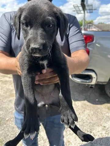 A baby small-sized male Labrador Retriever dog named A for adoption in Houston, TX