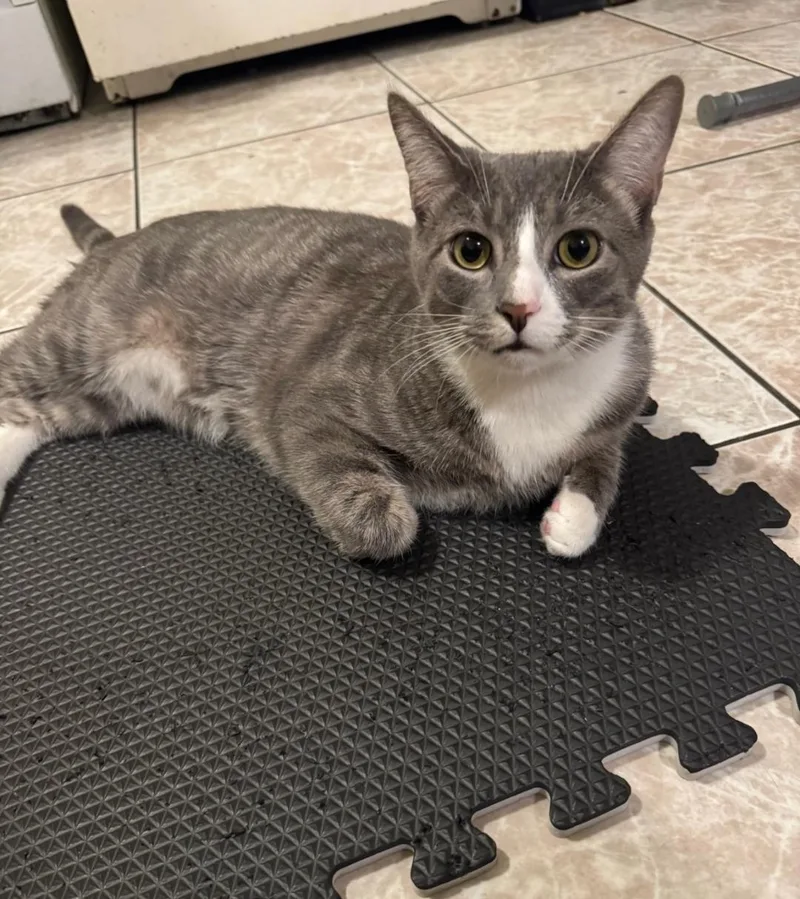 A young medium-sized male Tabby (Gray / Blue / Silver) Domestic Short Hair cat named Ivan the Snuggle King for adoption in Stamford, CT