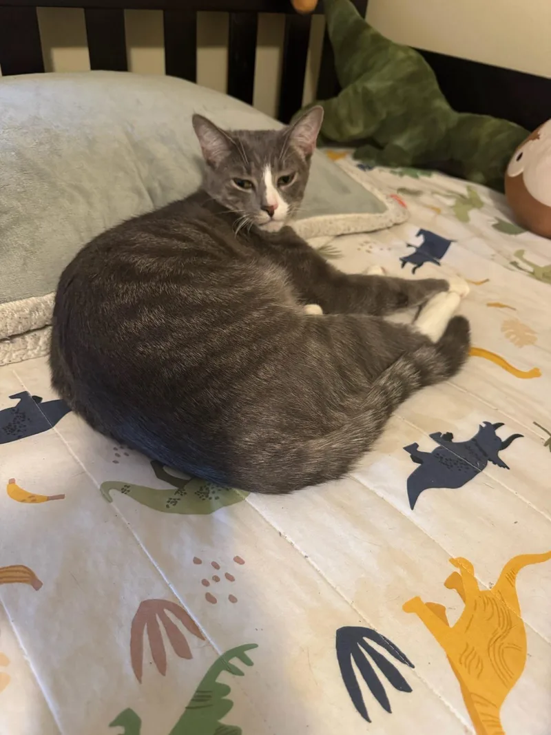 Ivan the Snuggle King thumbnail 3