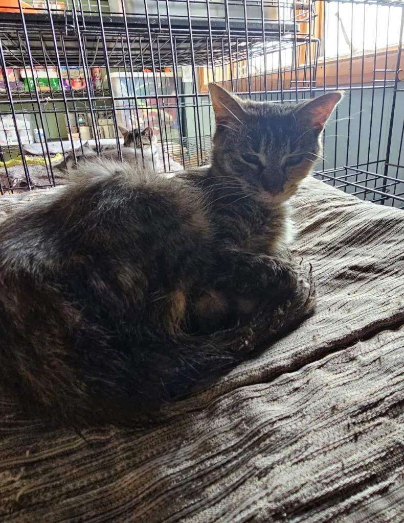 A young medium-sized female Domestic Short Hair cat named Regina George for adoption in Wabash, IN