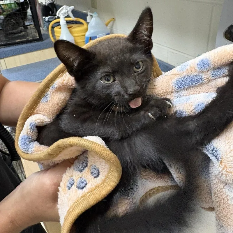 A baby small-sized male Black Domestic Short Hair cat named Humpty Dumpty for adoption in Windsor, VA