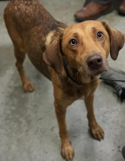 An adult medium-sized female Hound dog named Ginger for adoption in Bowling Green, KY