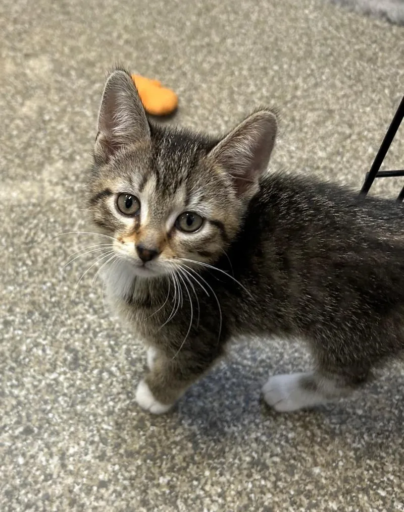A baby small-sized female Domestic Short Hair cat named Valkyrie for adoption in Spooner, WI
