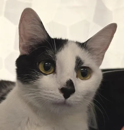 Peanut