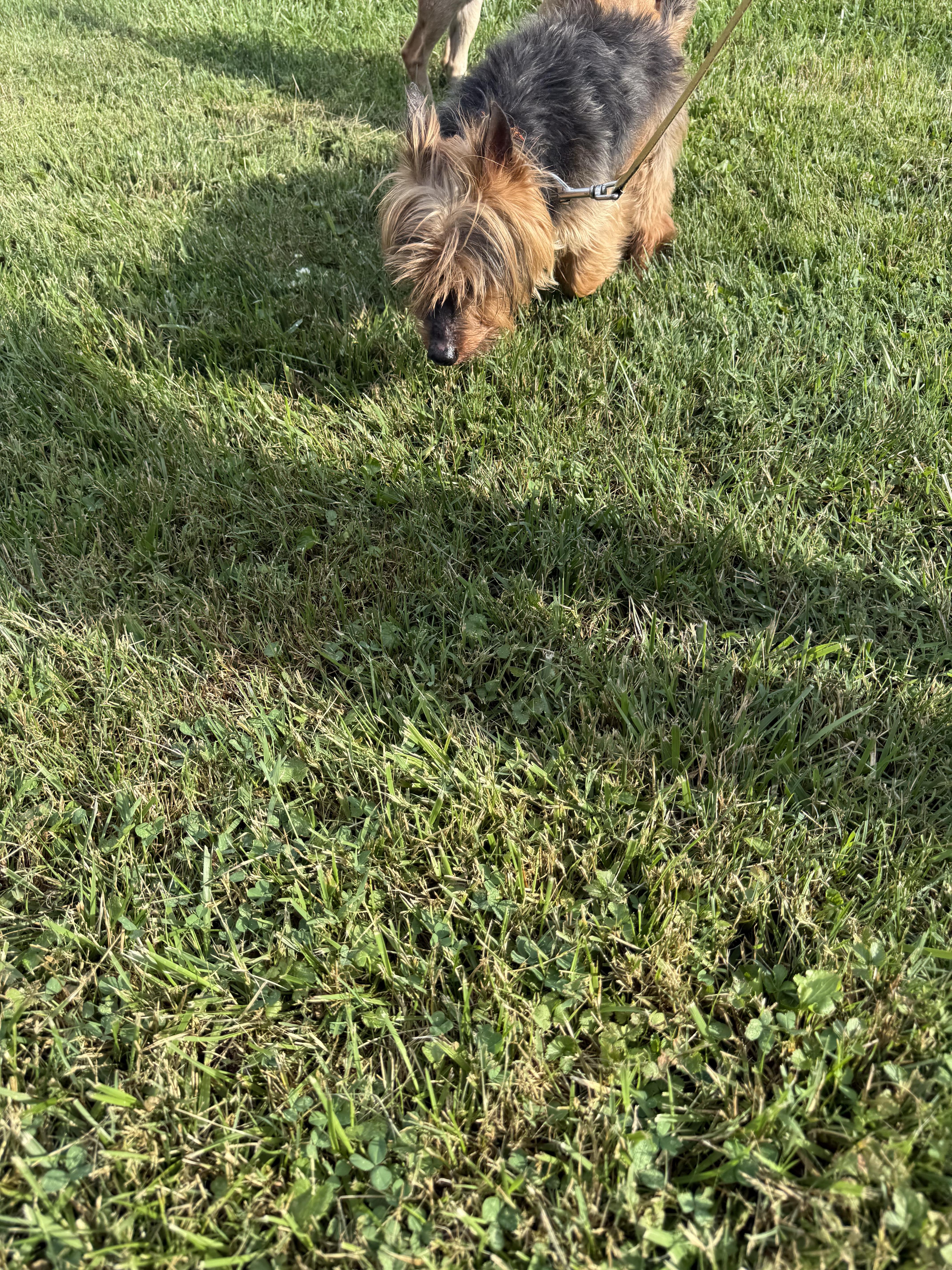 Billy