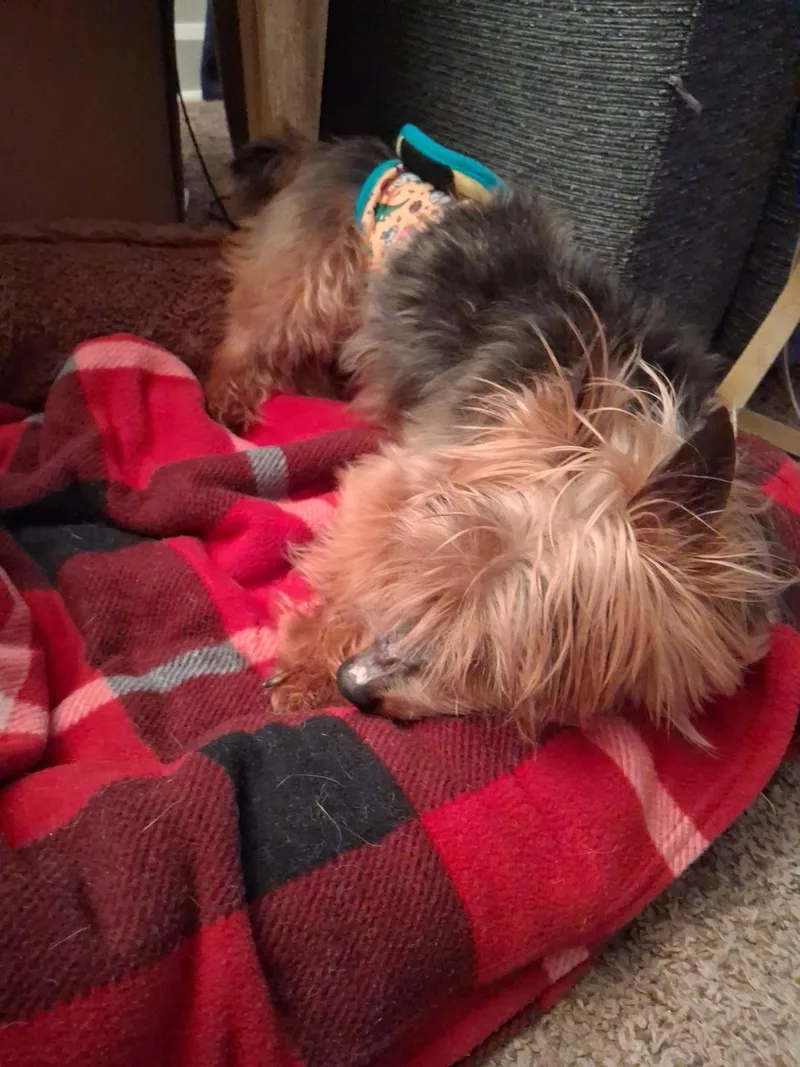 Billy thumbnail 2