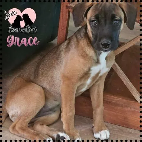 A baby medium-sized female Brown / Chocolate Labrador Retriever dog named Grace for adoption in Gilbert, AZ