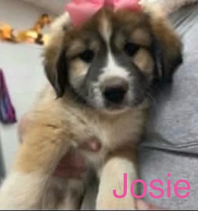 A baby large-sized female White / Cream Border Collie dog named Josie for adoption in Hamilton, NJ