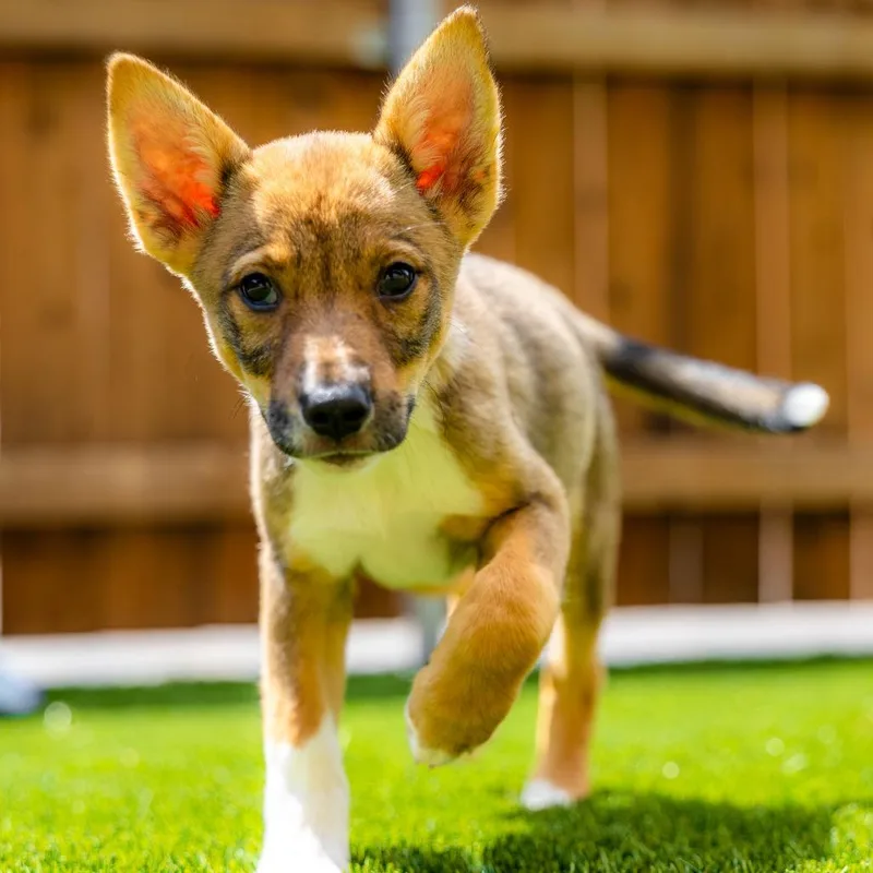 A baby small-sized female White / Cream Cattle Dog dog named Espresso for adoption in Naperville, IL