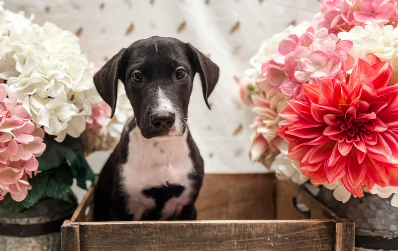 A baby large-sized female Great Dane dog named Miss Spot for adoption in Newberg, OR