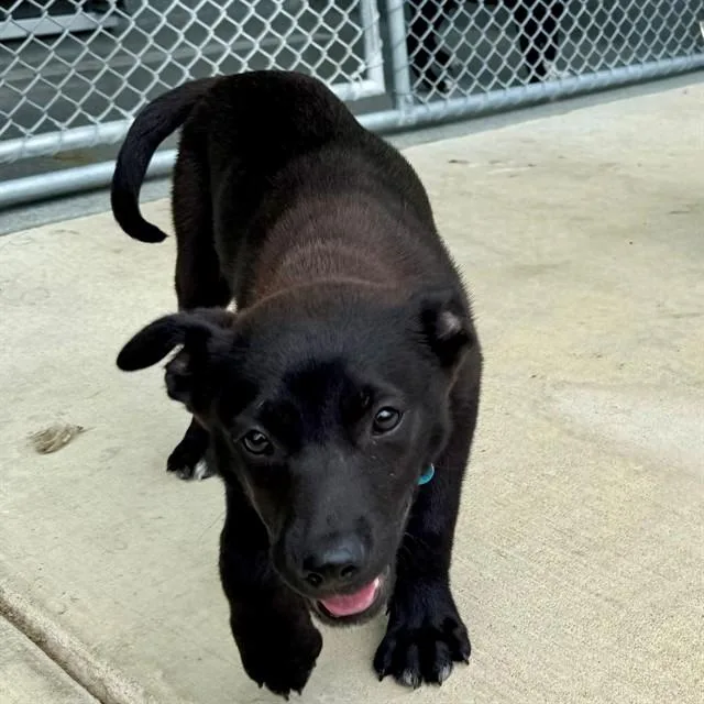 A baby small-sized female Labrador Retriever dog named Cassie for adoption in Leesburg, VA