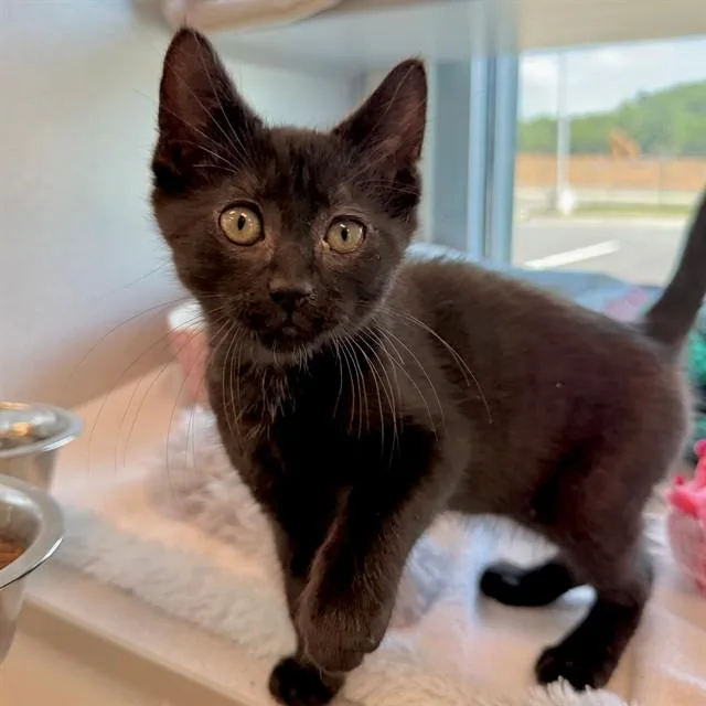 A baby small-sized male Domestic Short Hair cat named Spice for adoption in Leesburg, VA