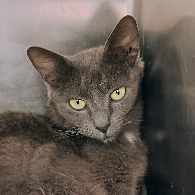 A young medium-sized female Gray / Blue / Silver Domestic Short Hair cat named Claudia for adoption in Palestine, TX