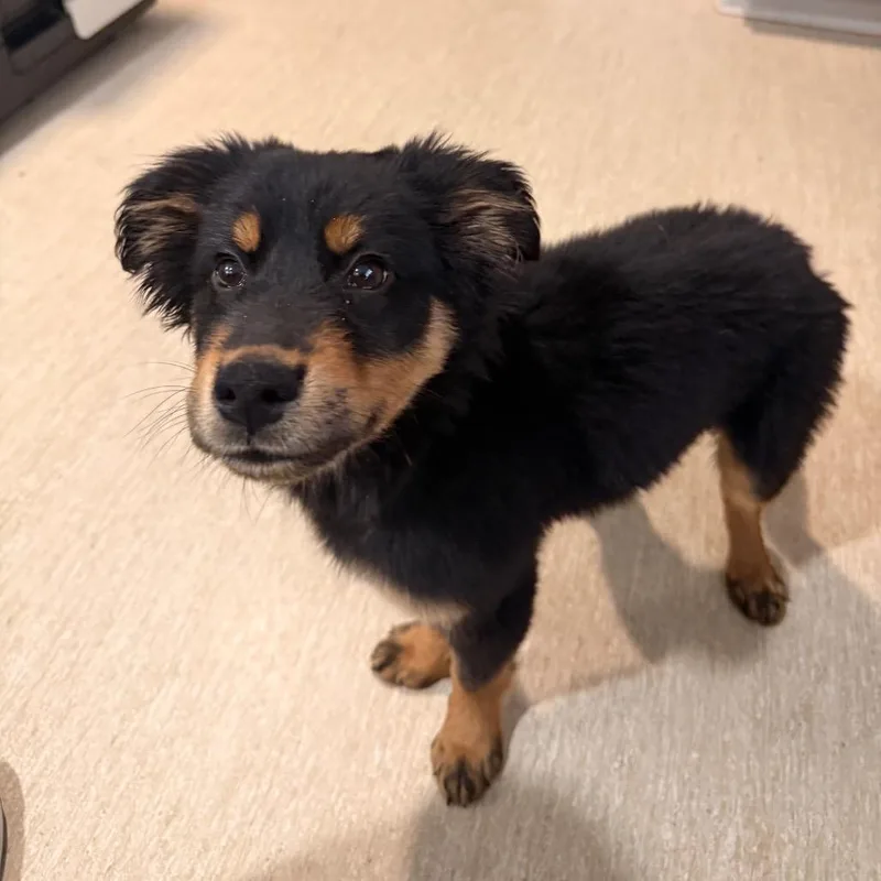 A baby medium-sized male Black Mixed Breed dog named Dufus for adoption in Red House, WV