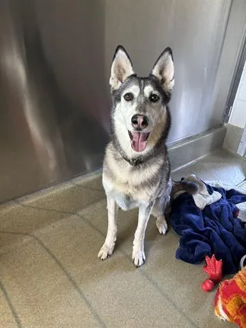 An adult large-sized female Siberian Husky dog named Zoey for adoption in San Martin, CA
