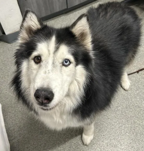 An adult large-sized male Siberian Husky dog named Modelo for adoption in Escondido, CA