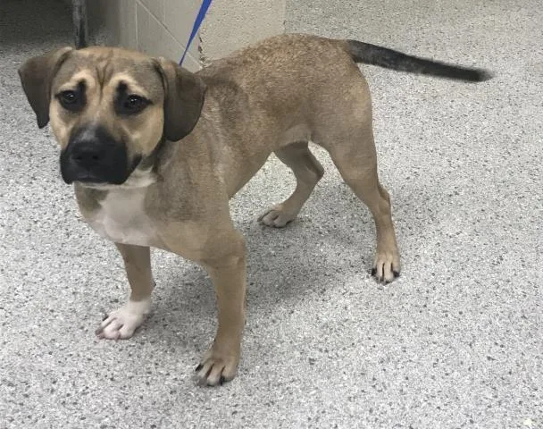A young medium-sized female Labrador Retriever dog named A for adoption in Conroe, TX