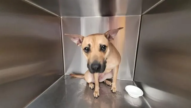 An adult medium-sized female German Shepherd Dog dog named Beeg Baby for adoption in Tucson, AZ