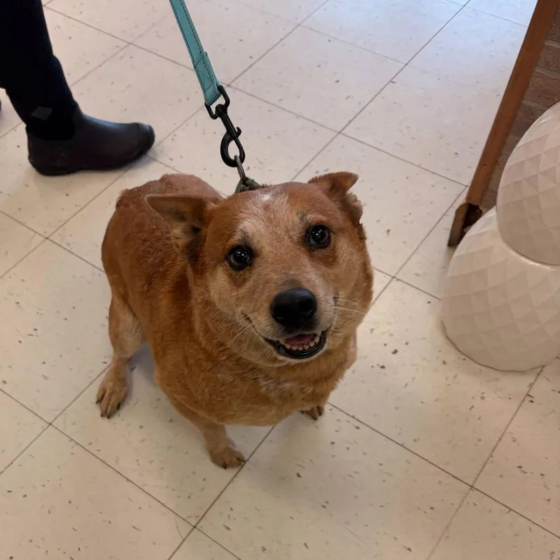 A senior medium-sized female Red / Chestnut / Orange Mixed Breed dog named Layla for adoption in Davenport, IA