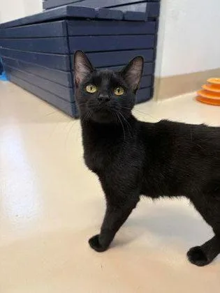 A young medium-sized female Domestic Short Hair cat named Black Trumpet for adoption in Pleasanton, CA