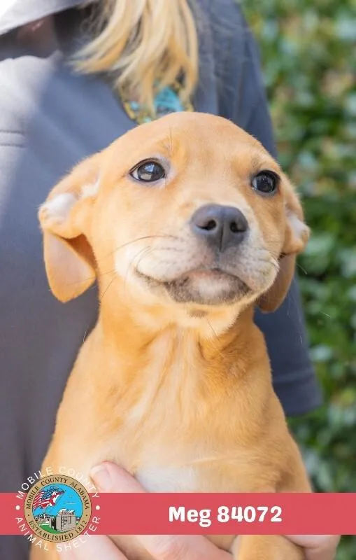 A young medium-sized female Brown / Chocolate Mixed Breed dog named Meg for adoption in Mobile, AL