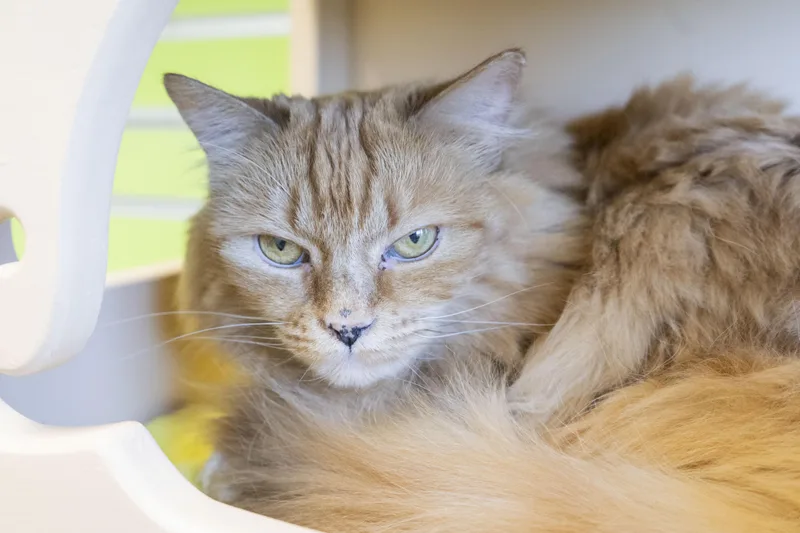An adult medium-sized female Tabby (Orange / Red) Domestic Long Hair cat named Nod for adoption in Boise, ID