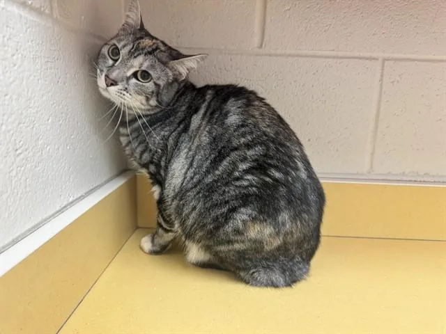 An adult medium-sized female Domestic Short Hair cat named Maybell for adoption in Colorado Springs, CO