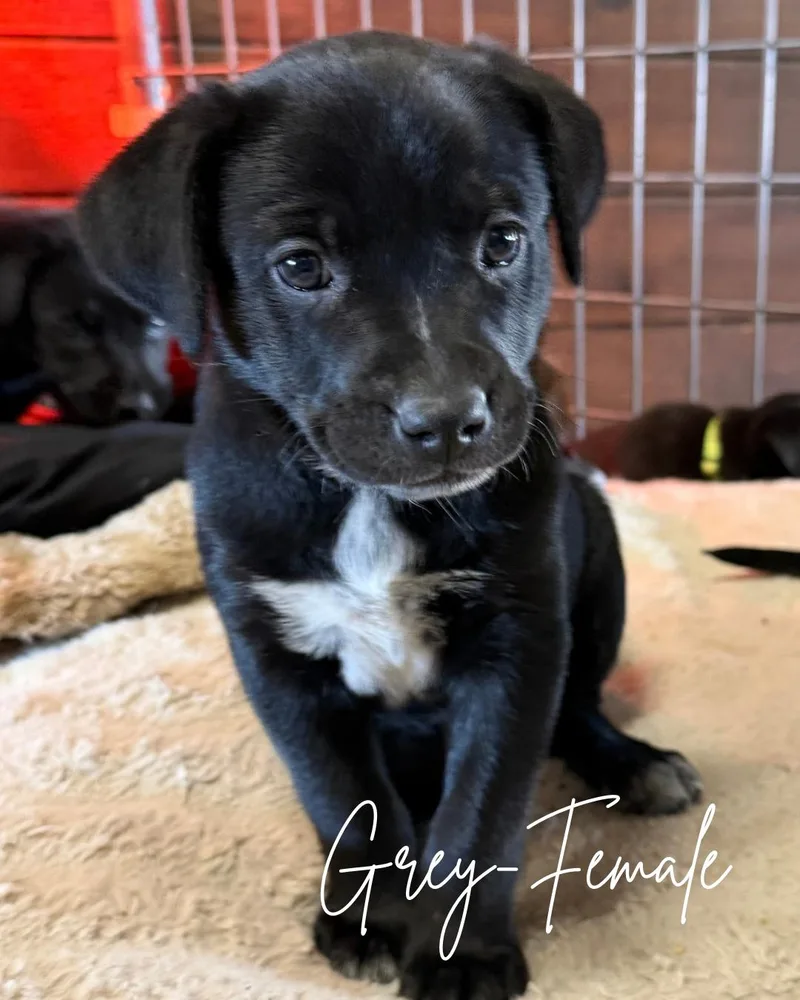 A baby medium-sized female Black Labrador Retriever dog named Loretta for adoption in Herald, CA