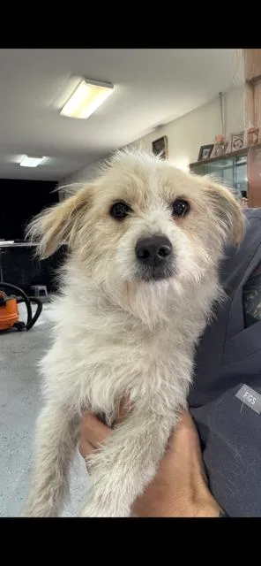 A baby small-sized female Terrier dog named Baby for adoption in Lodi, CA