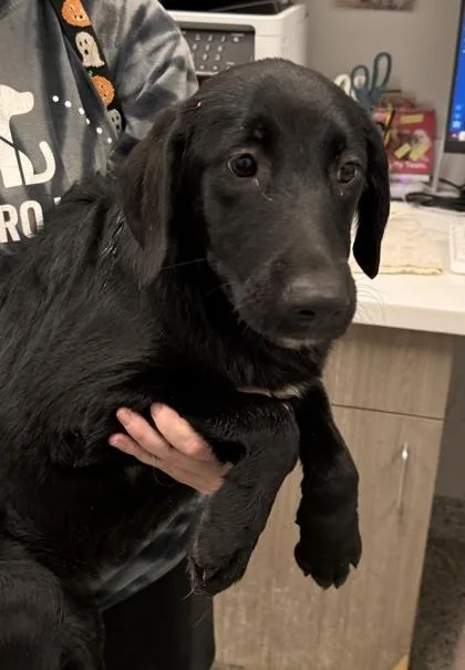 A baby medium-sized female Black Labrador Retriever dog named Ginny for adoption in Kansas City, MO