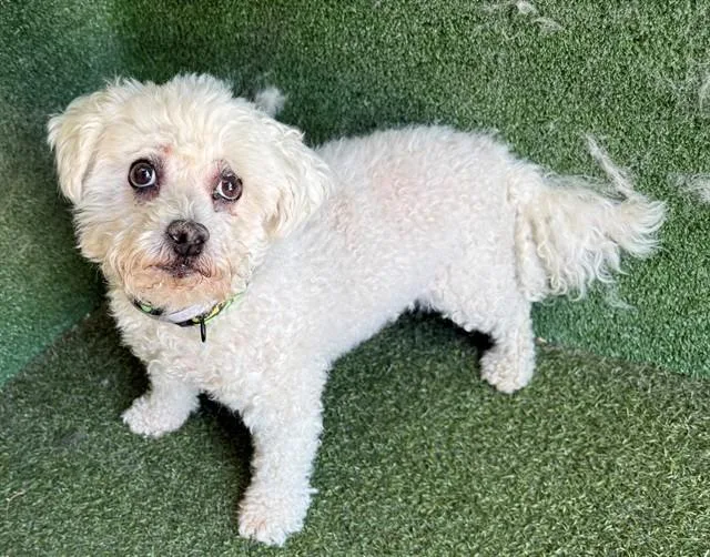 A senior small-sized male Poodle dog named Benny for adoption in Lancaster, CA