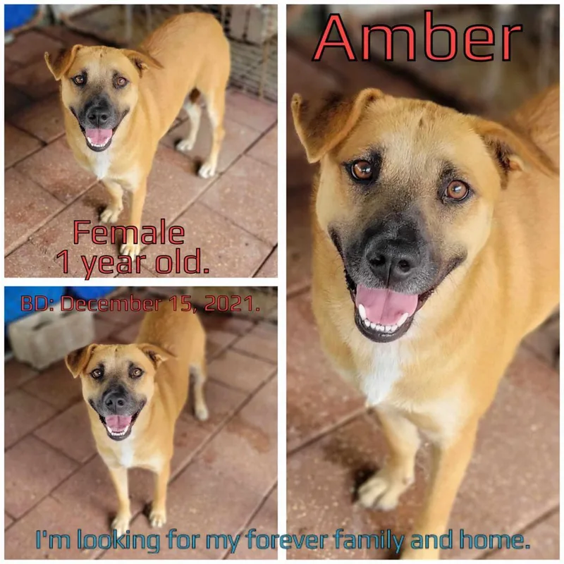 An adult medium-sized female Yellow / Tan / Blond / Fawn Black Mouth Cur dog named Amber for adoption in Boaz, AL
