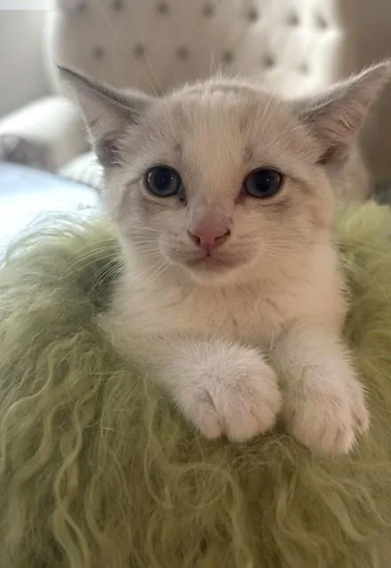 Fluffy